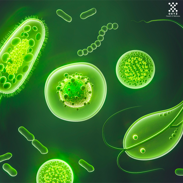 Gut+ Probiotic & Pylopass Lactobacillus Reuteri DSM17648